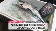 「みやぎサーモン」初入荷 仙台市中央卸売市場