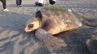 住民が助け海に帰した5日後 「恩返しだ」同じカメ再び浜に
