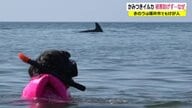 噛みつきイルカの捕獲「できない」 福井で相次ぐ被害…人間に嫌なことをされた反撃か？