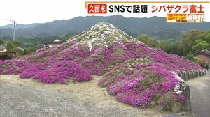 SNSで話題 久留米市の“リトル富士山”とは? 赤・白・紫5万株 色とりどりの〇〇 福岡県