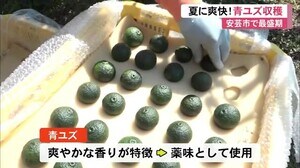 夏に爽快 安芸市で青ユズの収穫が最盛期 【高知】