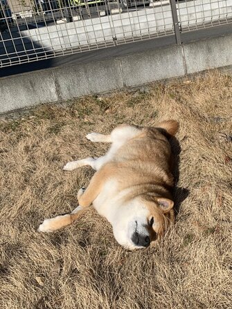1時間かけて行ったのに柴犬がドッグランで 犬見知り 結局 他の犬と遊べたの 飼い主に聞いた