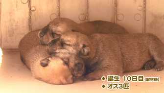 一時は絶滅の危機 山陰柴犬 に赤ちゃん誕生 コスプレ柴犬はお店の 看板犬 に