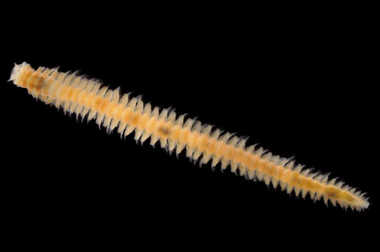お台場の海にいた新種の「ゴカイ」は“海の掃除屋”…今まで発見されなかったワケを聞いた