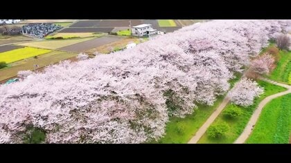【絶景】1kmにわたる“千本の桜”　咲き誇る桜を陰で支える人の姿“土手に育ててもらった恩返し”　埼玉・幸手市「権現堂堤」