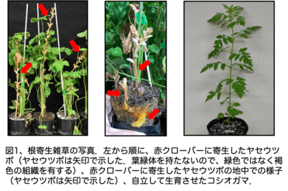 根寄生雑草が宿主植物由来の発芽シグナル分子を自ら生産する能力を有することを解明