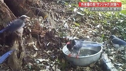 “侵略性高い”外来種・サンジャク捕獲へ…ヤイロチョウなど県内の鳥にも影響か【高知発】