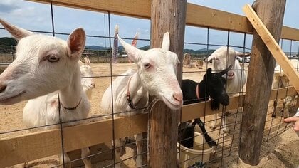 目指すは100頭飼育　「ヤギが好きすぎる」 Iターン女性がつくる理想の観光牧場【島根発】