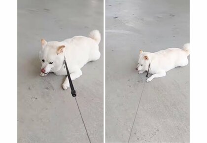 「車でおでかけしよーよー」引っ張られても柴犬が散歩を断固拒否! 車がいい理由を飼い主に聞いた