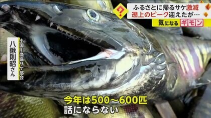 【異変】「話にならない」ふるさとに帰るサケが“激減”　ピーク迎えるも例年の“5分の1”に　山形・舟形町