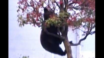 【ヒグマ速報】「人のエリアに…異常」国道沿いの“ヒメリンゴ”によじ登り実を食べるクマを目撃…付近の小中学校では保護者に送迎を要請＆木を伐採＿クマ1頭は駆除も『もう1頭』いる可能性〈北海道上ノ国町〉