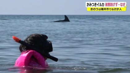 噛みつきイルカの捕獲「できない」 福井で相次ぐ被害…人間に嫌なことをされた反撃か？