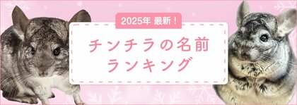 【2025年最新】チンチラの名前ランキングを発表!