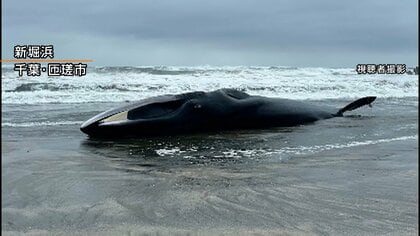 千葉・匝瑳市の海岸に17mのクジラ打ち上がる　台風接近で撤去見送り