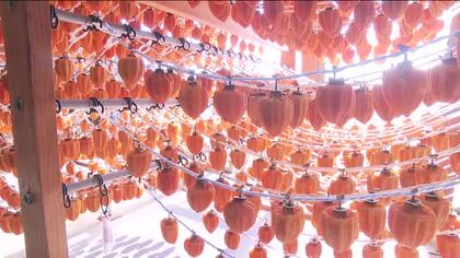 福島県があんぽ柿など柿の加工の自粛要請を継続「出荷管理に万全を期すため」