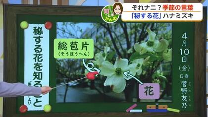 ハナミズキの「花」はどこにある？白い部分は実は葉だった あすは今年一番の暖かさへ【佐賀県】
