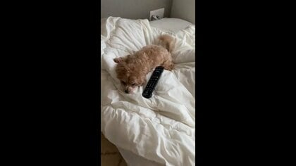 眠いけど頑張って“お出迎え”する犬…ベッドで尻尾だけフリフリが可愛い! いつもはもっと熱烈だった