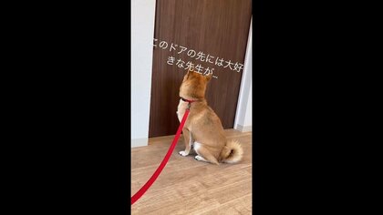 動物病院の“大好きな先生”を扉の前でじっと待つ柴犬が可愛い…大好きになった理由を聞いた