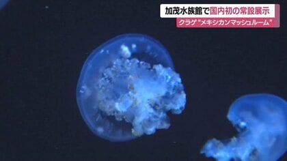 加茂水族館で国内初の常設展示・珍しいクラゲ「ロピレマ・ベリリ」　クラゲになる前の「ポリプ」から飼育【山形発】