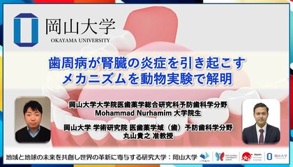 【岡山大学】歯周病が腎臓の炎症を引き起こすメカニズムを動物実験で解明