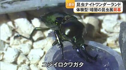 御船町恐竜博物館で『昆虫ナイトワンダーランド体験型！暗闇の昆虫展』開幕【熊本】