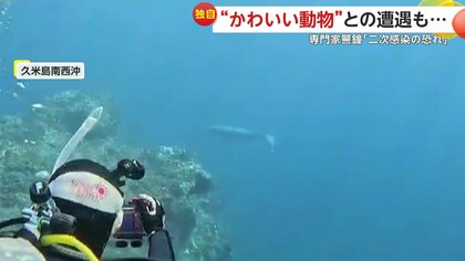 【独自】沖縄で天然記念物ジュゴンと遭遇！ダイビング歴20年の撮影者感動…「会えないと思っていた」　大阪の住宅ではアライグマ出現も専門家は触わらないよう注意喚起