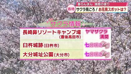県内各地で桜見ごろ　ライトアップやお花見スポットの開花状況は？「感動した」「めちゃくちゃ壮大」大分