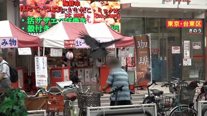 【なぜ？】6月にカラスによる襲撃が増加 繁殖期で子供を守るため！？ 専門家「襲われないためにバンザイが有効」