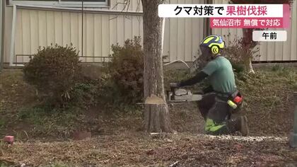 クマ対策で柿の木など５６０本伐採依頼　気仙沼市が無償で対応　学校近くで不安の声も〈宮城〉