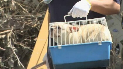 劣悪な環境 で犬繁殖の業者 残り200匹も県外移送へ 保健所