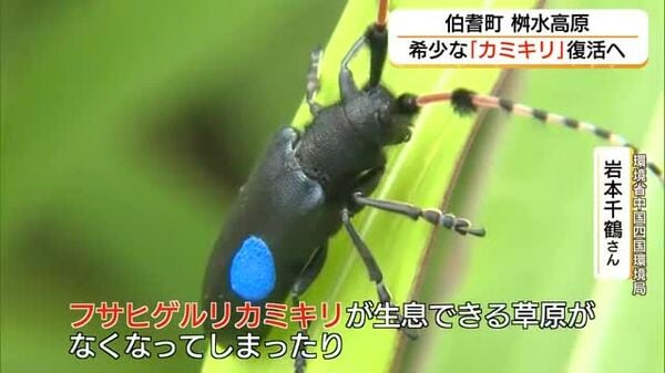 絶滅危惧種「フサヒゲルリカミキリ」桝水高原で復活へ 環境省が「再