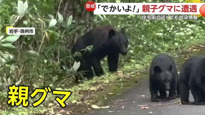 子グマを見守る親グマ(FNN投稿サイト「ビデオPost」)(撮影:高橋繁さん)