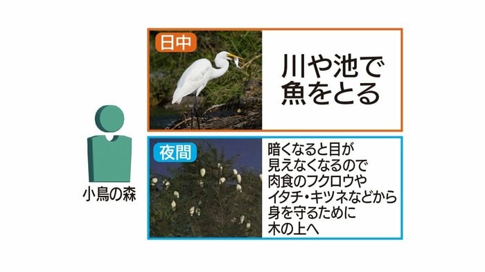 日中は川や池で魚をとり夜間は木の上で過ごす
