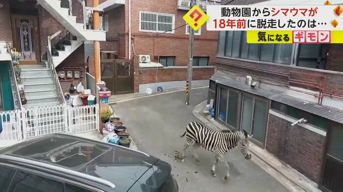 住宅街を歩くシマウマ
