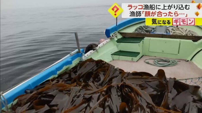 船に掴まり、よじ登るラッコ(撮影:根塚一明さん)