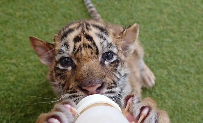 ミルクを飲む赤ちゃんトラ