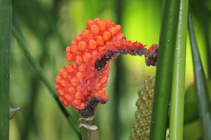 提供:咲やこの花館 赤く熟した実