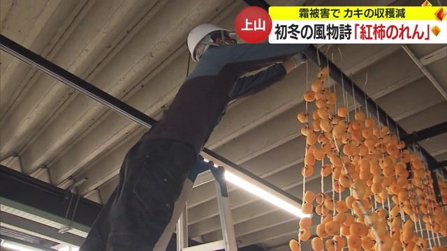 紅柿をつるす様子