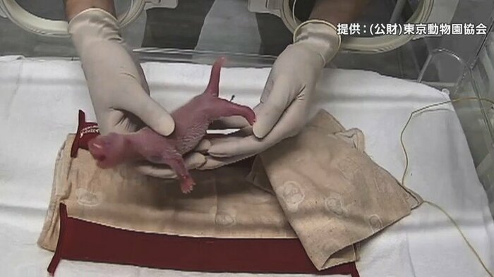 中国外務省の報道官が「とても良いニュースだ」と祝福したパンダの赤ちゃん誕生