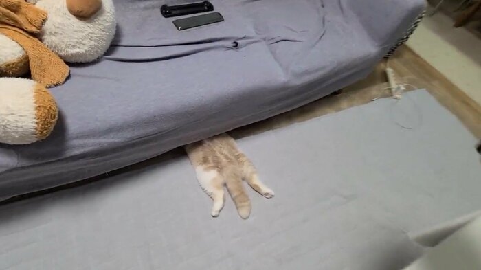 提供:犬と猫の親バカ日記さん