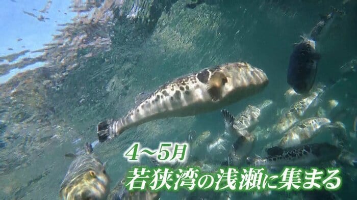 春のフグは廃棄されていた