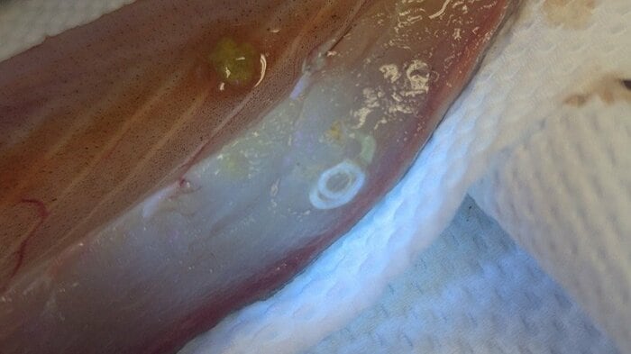 マサバの腹部にいるアニサキス（提供：福井県立大学）