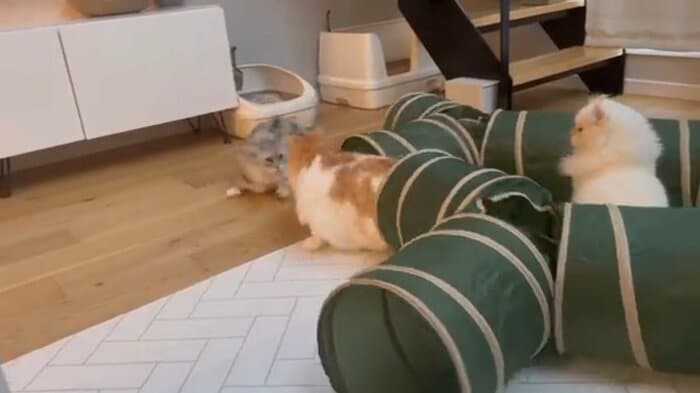 急に飛び出して驚かせている