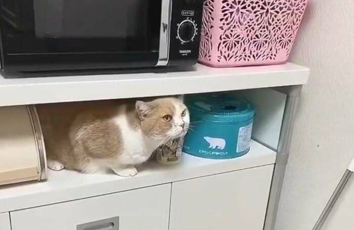 棚にすっぽり収まるこてつくん