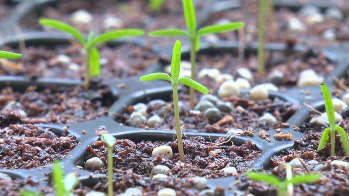 無花粉スギ実現へ地道な研究が続く