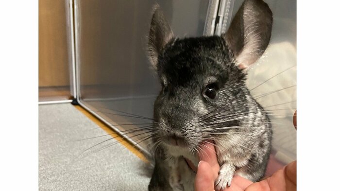 普段はおとなしくて人が大好きだという