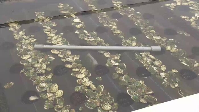 アワビ約250万個がほぼ全滅 被害額約5億円