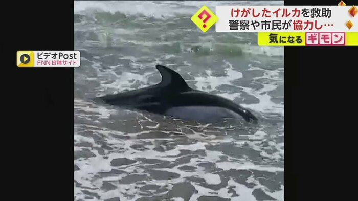 北海道・函館市の海岸で見つかったけがをしたイルカ