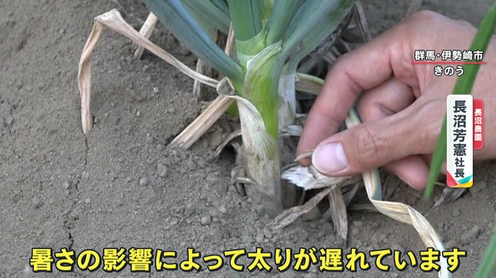 太りが遅れているというネギ