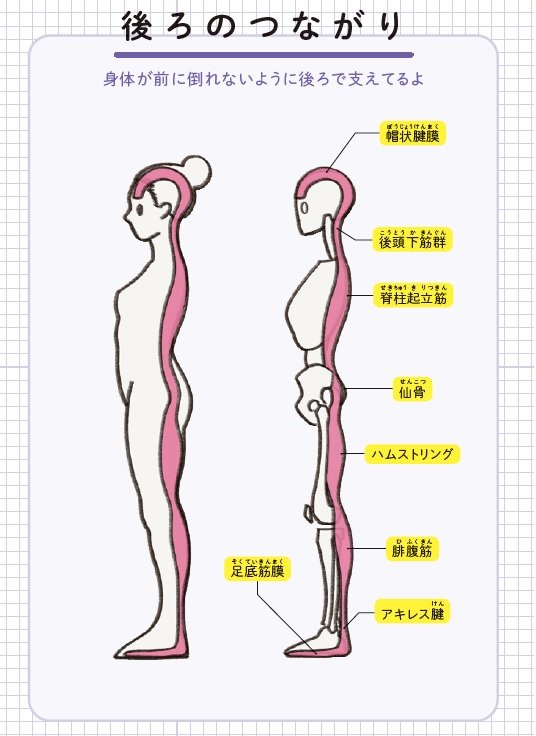 『筋肉のつながり図鑑』より